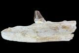 Archaeocete (Primitive Whale) Jaw Section - Basilosaur #89257-3